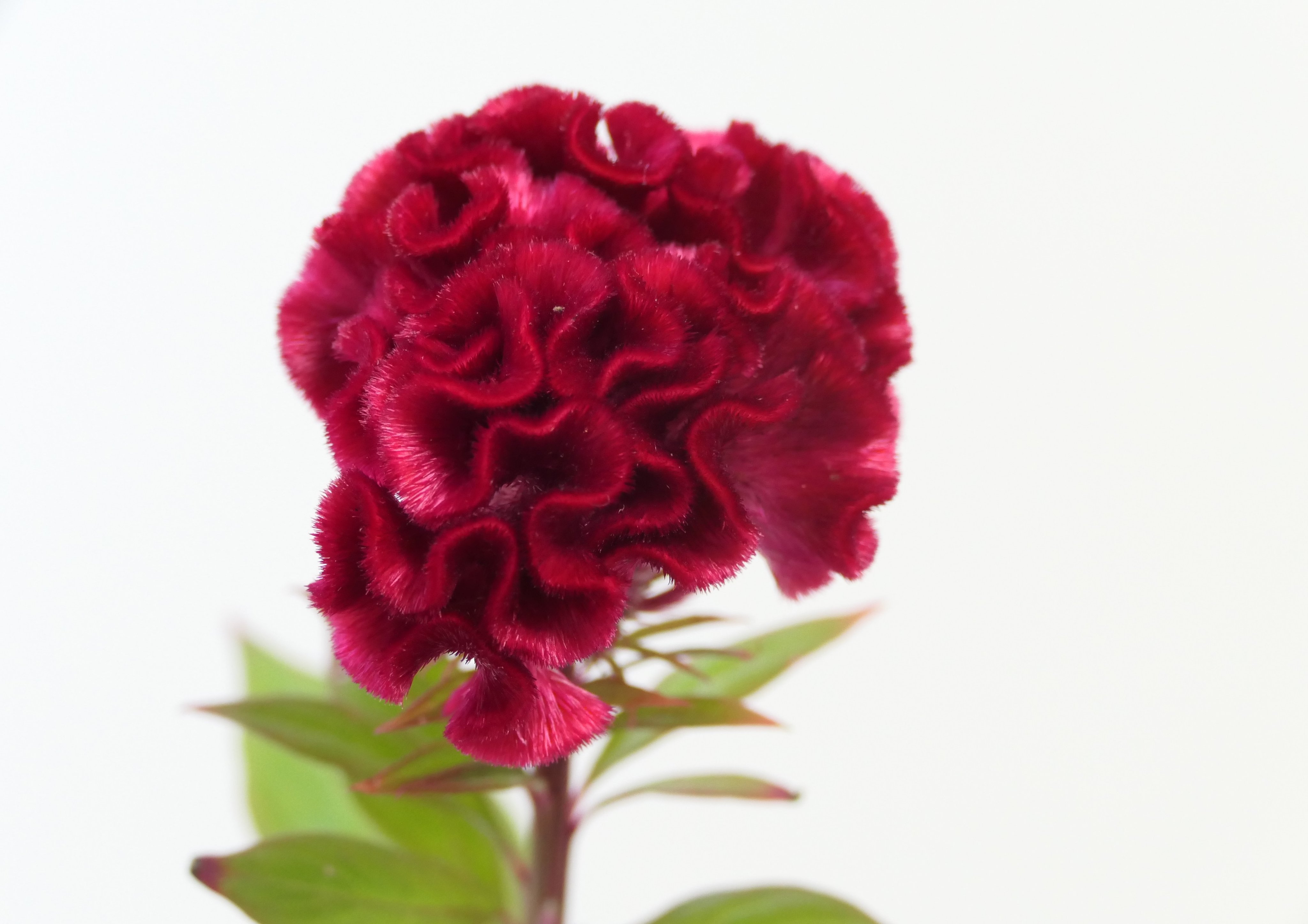 埼玉学園大学 今週のお花 今週は ケイトウ 漢字では 鶏頭 と表記します 鶏 のトサカに似た赤い花から こう呼ばれるようになりました 花言葉は おしゃれ 気取り 風変わり 赤く立派なトサカをもつ雄鶏 に 由来しているそうです ケイトウ 鶏頭