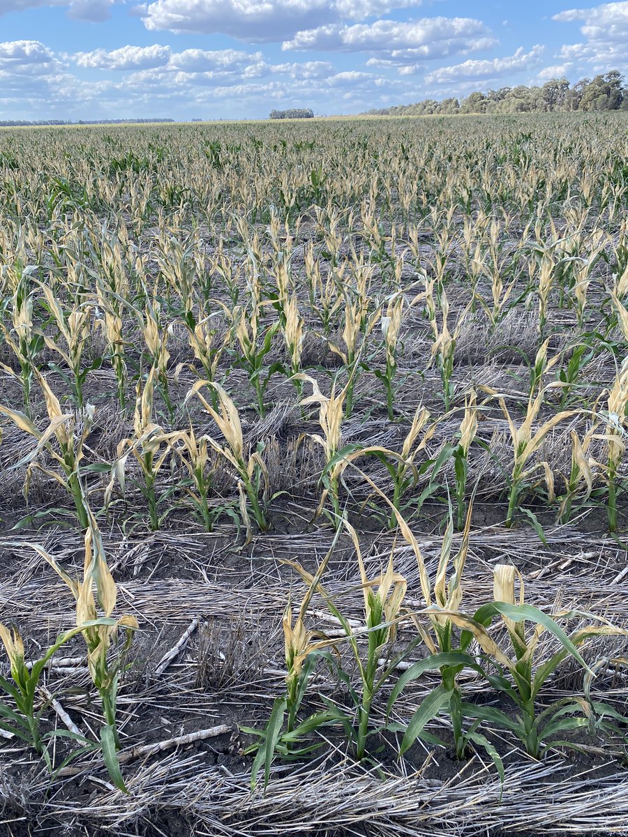 Frosted corn from the weekend’s cool weather. Growing point seems to be ok.