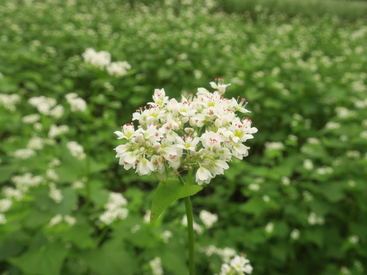 神代植物公園 ニュース スタッフより 広報係 深大寺と言えば お蕎麦 ですよね 神代植物公園 分園 水生植物園 深大寺城址のそば畑では ソバ の花が見ごろです 水生植物園では 田んぼの畔で ヒガンバナ が開花しており 稲穂もたわわに 神代植物公園 ニュース スタッフより 広報係 深大寺と言えば お蕎麦 ですよね 神代植物公園 分園 水生植物園 深大寺城址のそば畑では ソバ の花が見ごろです 水生植物園では 田んぼの畔で ヒガンバナ が開花しており 稲穂もたわわに