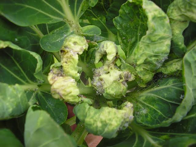 Cabbage

HOW TO IDENTIFY
APHIDS 
Infest the undersides of leaves &amp; suck sap Infested plants may show signs of curling, wrinkling, or cupping of the leaves, stunted &amp; 
produce unmarketable heads
They may also carry viruses to the cabbage from nearby weeds

#LIVARS #COVID19 #Ozone