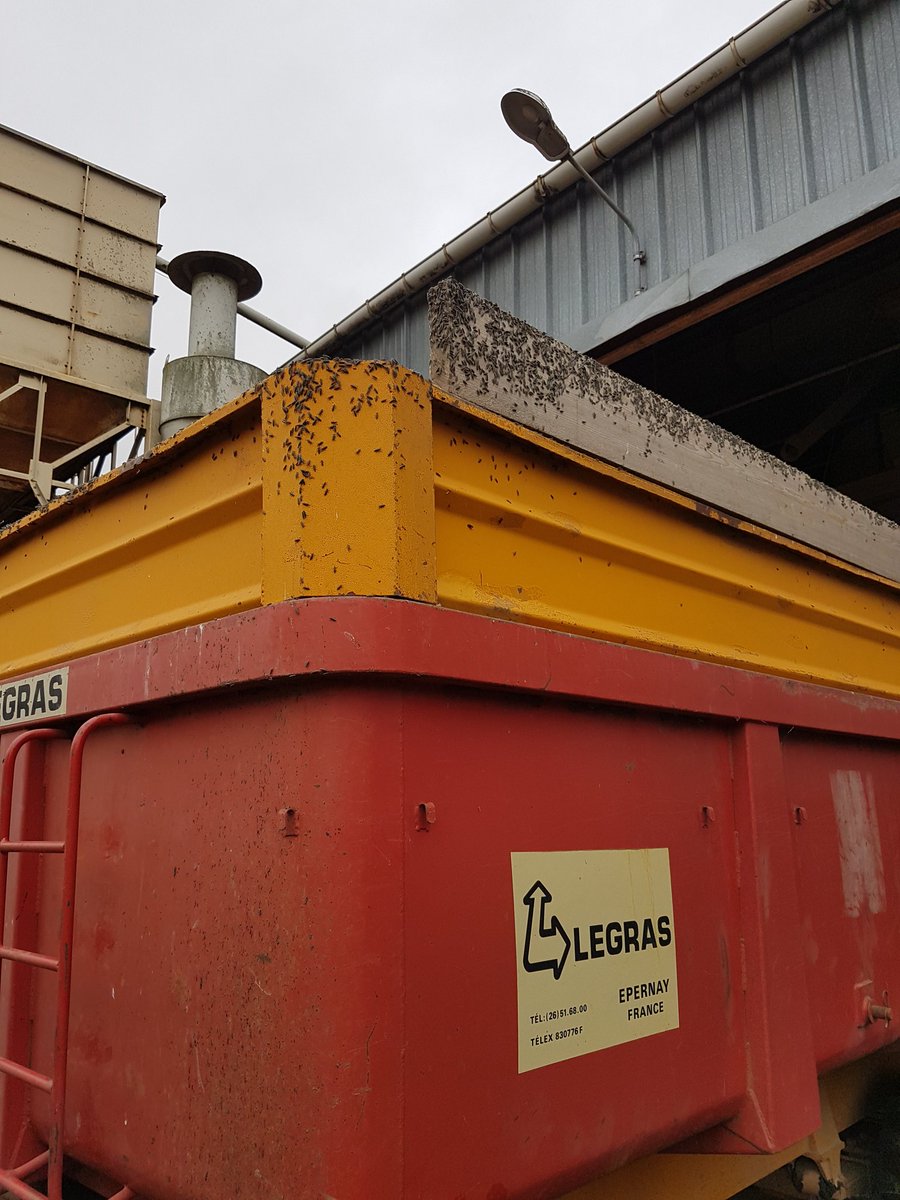 Cette année, les Millets sont envahi de lixus de la betterave....avez-vous une idée de la raison et des conséquences pour les années à venir ? 🤔