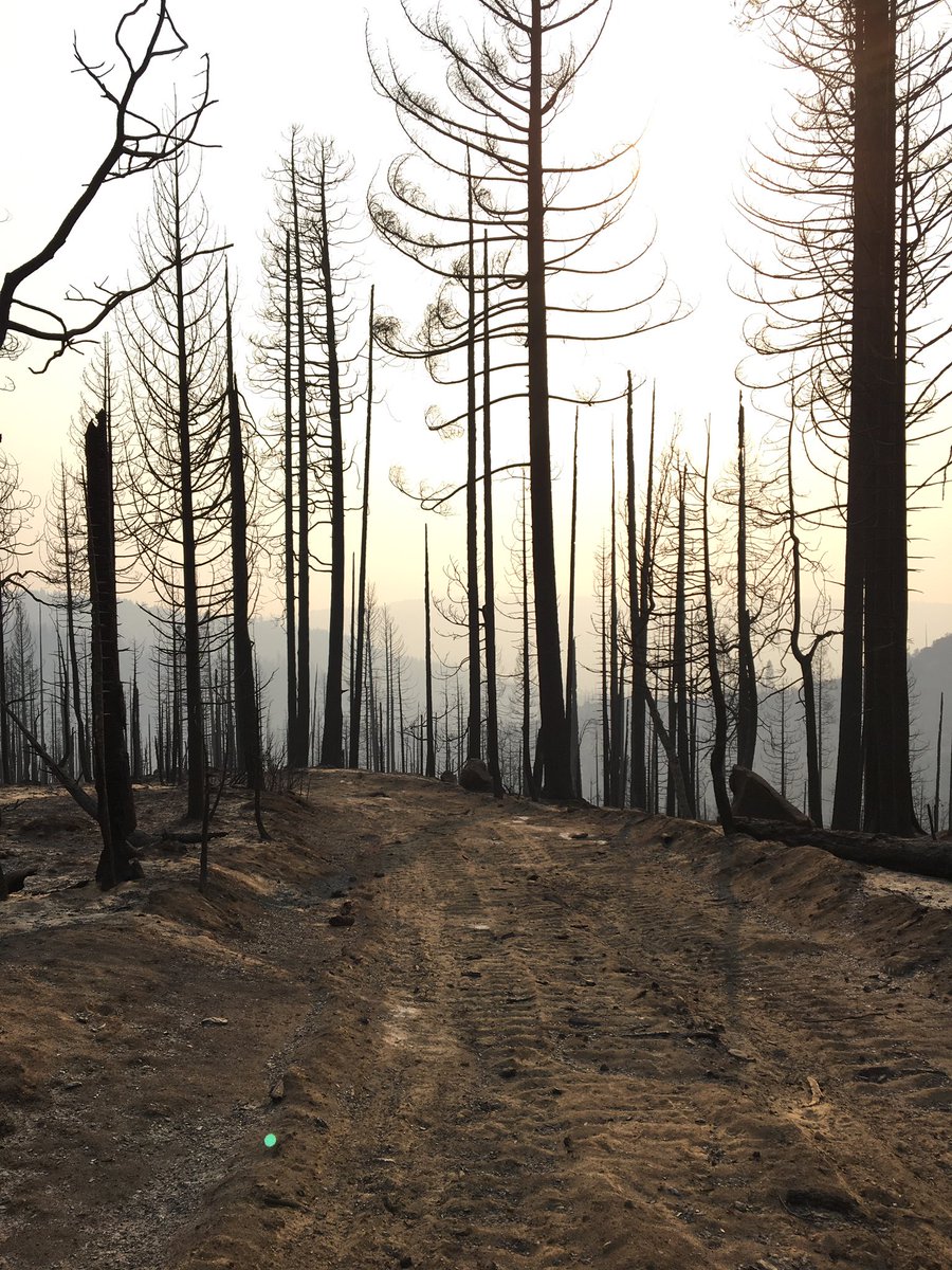 Giving  #LandBack to tribes can start w/ opening land for co-management. Ok, now for a few more of the dramatic contrasts I saw today up the hill near Shaver Lake. Near the community center, the fire charged in as a canopy fire & then dropped into an underburn at SCE’s forest. 10/