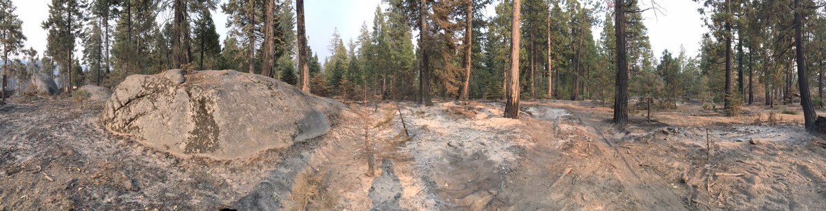 Giving  #LandBack to tribes can start w/ opening land for co-management. Ok, now for a few more of the dramatic contrasts I saw today up the hill near Shaver Lake. Near the community center, the fire charged in as a canopy fire & then dropped into an underburn at SCE’s forest. 10/