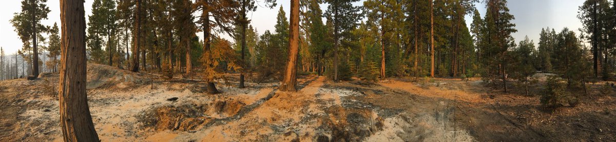 Giving  #LandBack to tribes can start w/ opening land for co-management. Ok, now for a few more of the dramatic contrasts I saw today up the hill near Shaver Lake. Near the community center, the fire charged in as a canopy fire & then dropped into an underburn at SCE’s forest. 10/