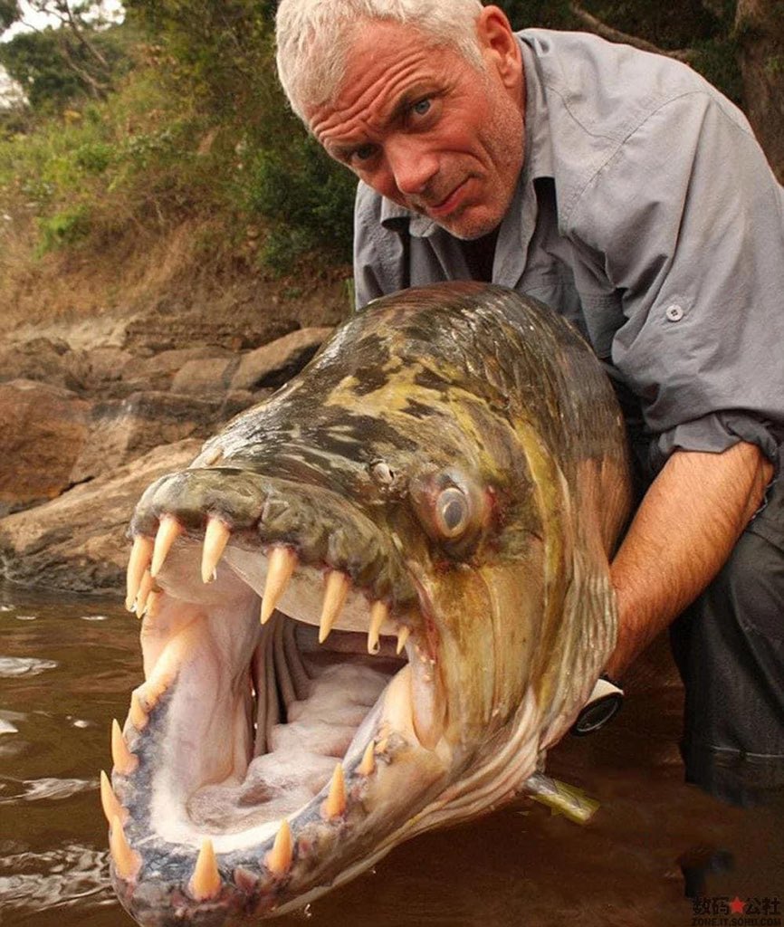 IsskndarAriffin's tweet photo. Dalam post yang lepas kita dah tahu yang sungai Congo merupakan sungai paling dalam di dunia, tapi post kali ni saya nak cerita ikan apa yang ada dalam sungai tu. Ikan ni nama saintifiknya ialah Hydrocynus goliath atau lebih dikenali dengan nama Congo Tiger Fish. https://t.co/hCymuIzZv8