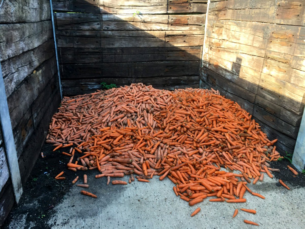 A lot of my life at harvest revolves around carrots. We dig next to the flowering strips. Then we wash & grade the carrots to commercial specifications. So, how many and how heavy are the  that are ‘good’ enough to be sold? I then put an economic value on these numbers 