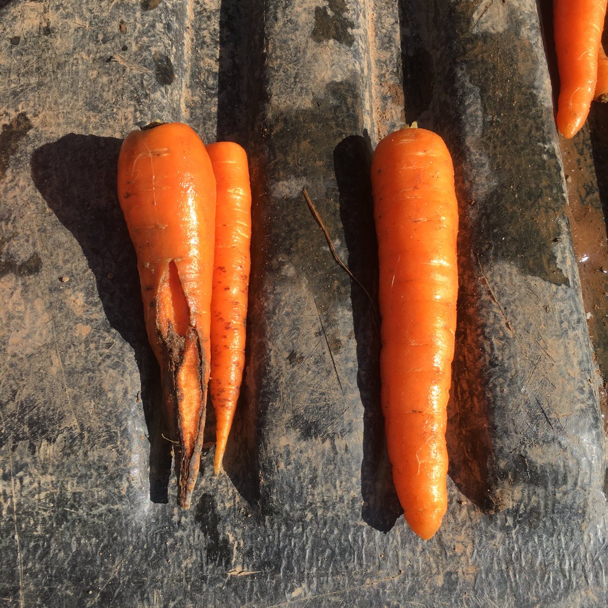 In particular, I’m looking to count the different kind of defects in carrots. Some defects like misshapen carrots are controversial, because carrots are carrots. Who cares if it’s wonky  But other diseases or rotten carrots clearly can’t be eaten (Trust me, you don’t wanna)