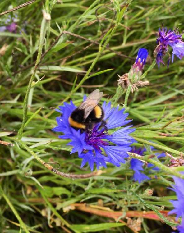 Then, because this isn’t complicated enough, we can start thinking about pollinators.Although carrot growers don’t directly rely on pollinators*, they still don’t want pollinators to lose out*you need pollinators for carrot seed production but kinda not for the carrots we eat