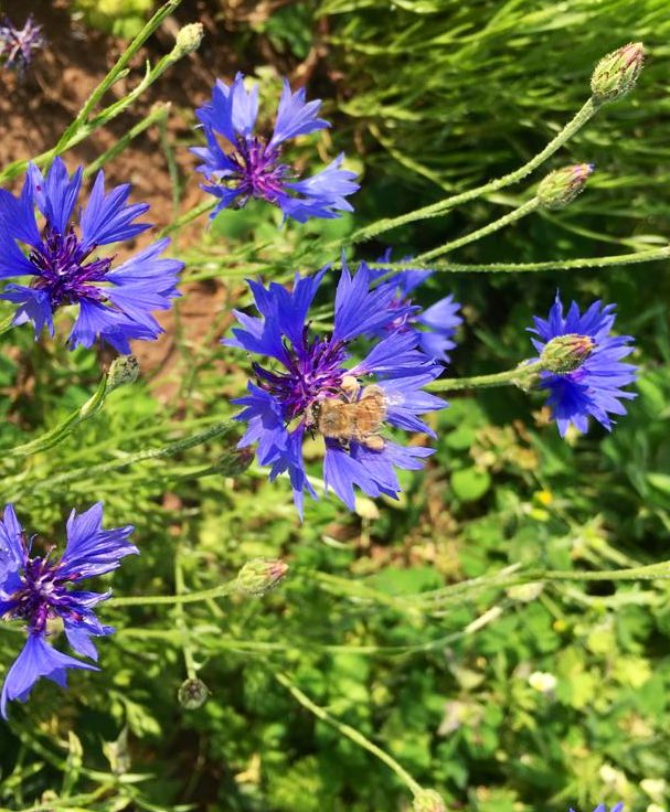 Then, because this isn’t complicated enough, we can start thinking about pollinators.Although carrot growers don’t directly rely on pollinators*, they still don’t want pollinators to lose out*you need pollinators for carrot seed production but kinda not for the carrots we eat