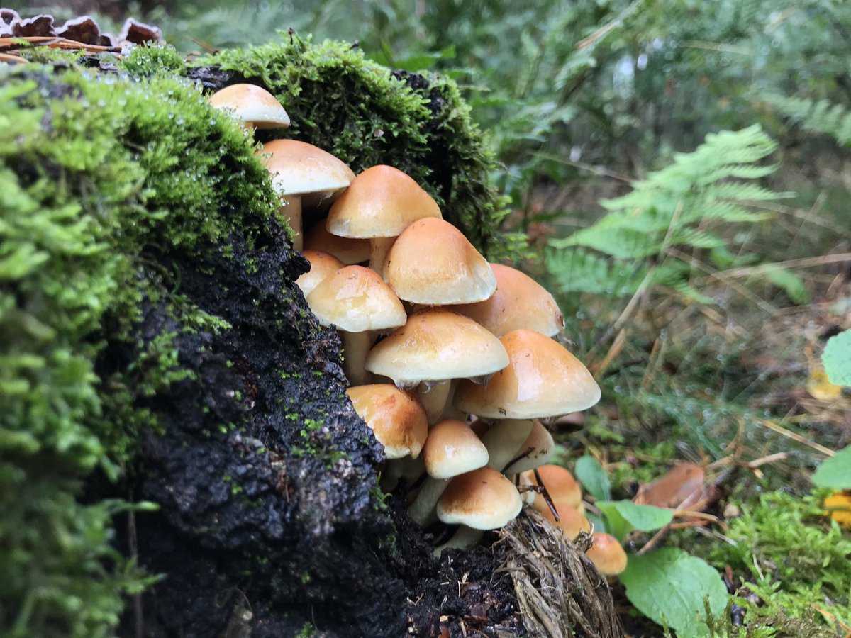 mveldhuis76's tweet photo. Op bezoek bij fam. Beelaerts van #landgoed #DenBerg te #Leersum. Mensen met een prachtige intrinsieke motivatie voor #herstel en #behoud van #bos en #natuur voor de volgende generaties. Ik denk graag mee 😊👍 @ValleienVeluwe @Bosgroepen @W_Delforterie https://t.co/dWGXCO1RtD