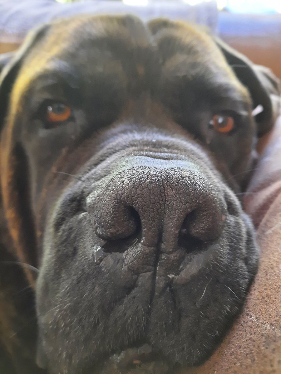 I know I would never be as popular as a #staffie or a #labrador. Big dogs with droopy skin may not be everyone's favorite. If I'm your cup of tea and you like giant breeds, please give me a retweet & make my day☺🥳🐾 #mastiffs #dogs #DogsofTwittter #dogsofinstagram #BigDog #Dog