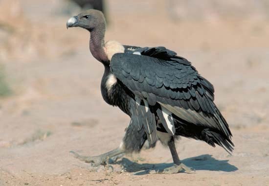 белоголовый ястреб падальщик. птица падальщик в пустыне. птицы падальщики в африке. птица падальщик гриф. птица хищник падальщик.