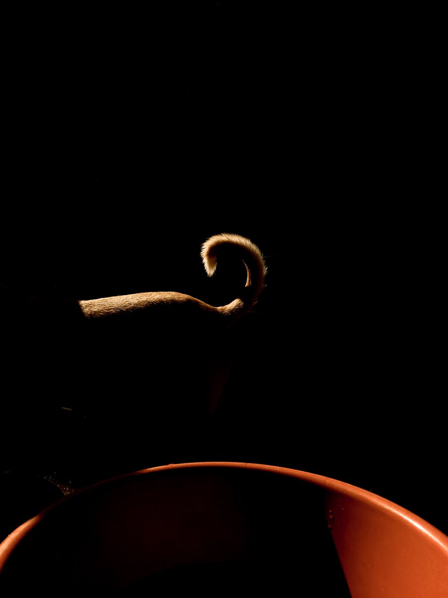 spreadingsmilee's tweet photo. #lowlightphotography #lightplay #shotonoppo #oppofanview (maximum brightness recommended ) https://t.co/zwrQkXhYYo