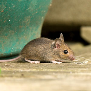 Mice

Our Pest Control technicians understand the nature and habits of mice and offer a full range of treatments to deal with this pest fast and effectively whilst maintaining a high level of safety and hygiene.

Contact us if you would like to learn more
tactical-es.com/mice/