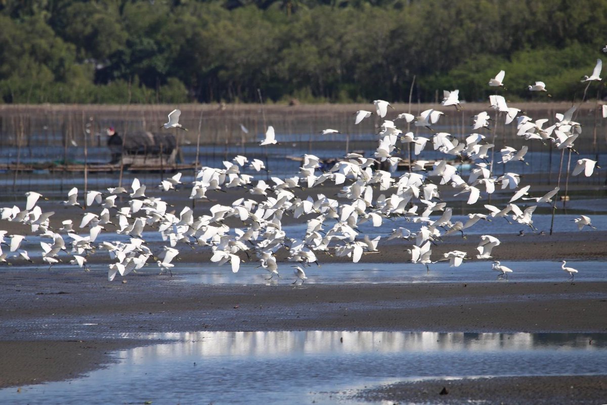 Philippine Parks and Biodiversity tweet media