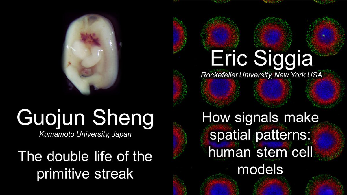 Join us this Thursday (Oct 1st) at 17:30BST for an excellent set of talks by Guojun Sheng and Eric Siggia. We’ll be talking about signalling, the primitive streak and so much more

Join the VGZT slack space for more details and to join in on what is sure to be a great discussion