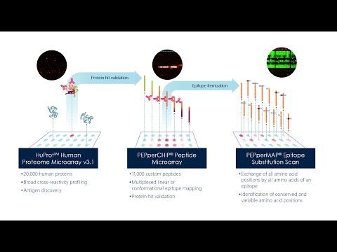 PEPperCHIP's tweet image. Missed us at PEGS Boston this year? Our virtual poster presentation on #AntibodyValidation is now online! Learn more about how we validated &amp;amp; compared 2 commercial research #antibodies using a combination of protein &amp;amp; #PeptideMicroarrays. Watch it here: buff.ly/3kV6Jck
