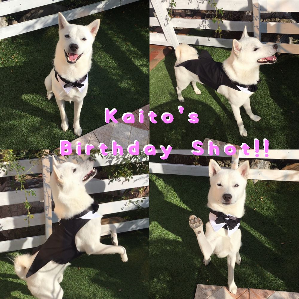 Ketk Kaito S Birthday Shot 誕生日記念の燕尾服 似合ってるかな 誕生日記念 燕尾服 犬 カイト かわいい たまには正装 お誕生日おめでとう 愛犬 犬好きな人と繋がりたい 犬との暮らし T Co Tonidoytjc Twitter Ketk Kaito S Birthday Shot 誕生日記念の燕尾服 似合ってるかな 誕生日記念 燕尾服 犬 カイト かわいい たまには正装 お誕生日おめでとう 愛犬 犬好きな人と繋がりたい 犬との暮らし T Co Tonidoytjc Twitter