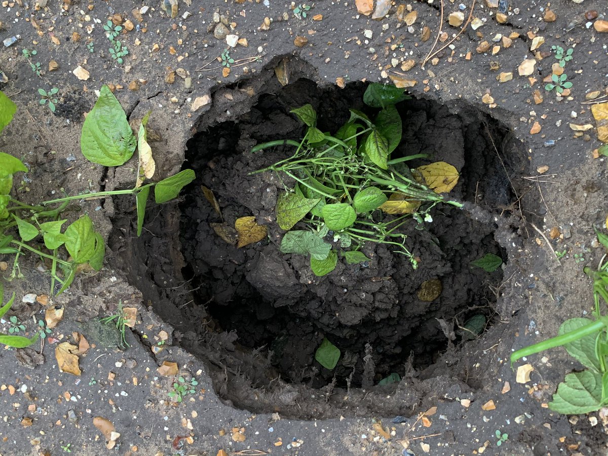 Back at it here at AGL #harvesting the #dwarfbeans and avoiding the #sink #holes <a href="/jimma_brown/">James Brown</a>
