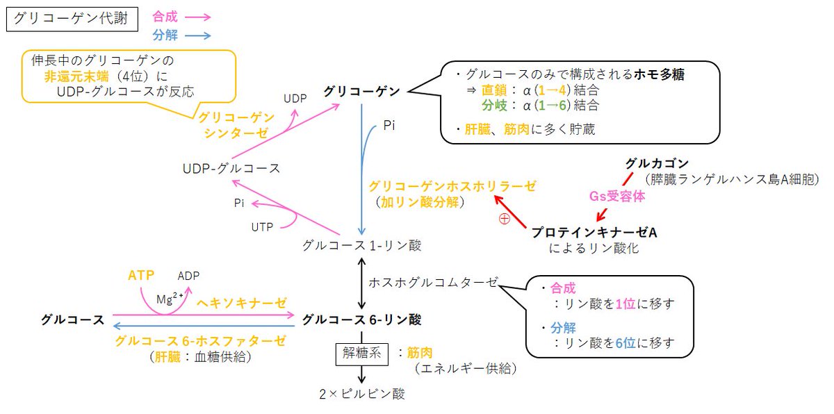 みよ 飢餓飽食時の反応 グリコーゲン 肝 筋に貯蔵 血糖値 インスリン分泌 グリコーゲン合成 血糖値 グルカゴン分泌 Gs グリコーゲンホスホリラーゼの反応が活性化 加リン酸分解 T Co Ynx3hnecz1 T Co