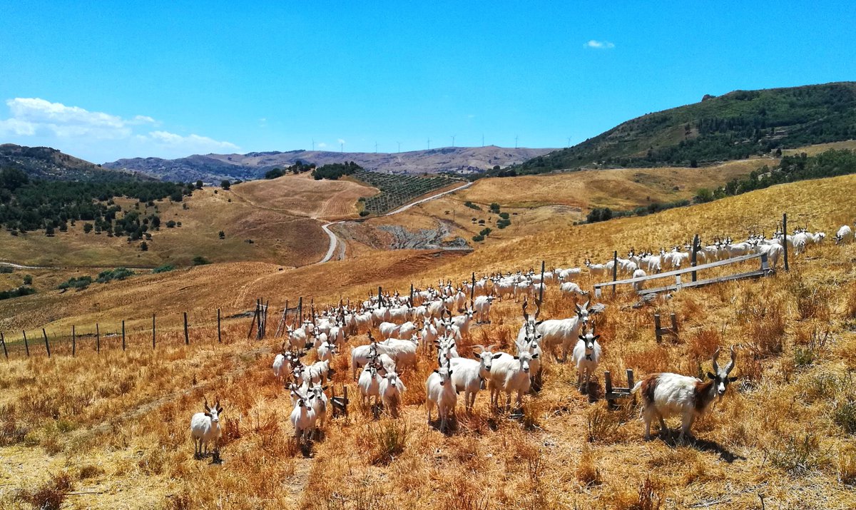 Si quieres conocer las claves del proyecto LIFE Low Carbon Feed, visita su canal de Youtube ▶️:

youtube.com/playlist?list=…

#LIFE #environment #ClimateAction