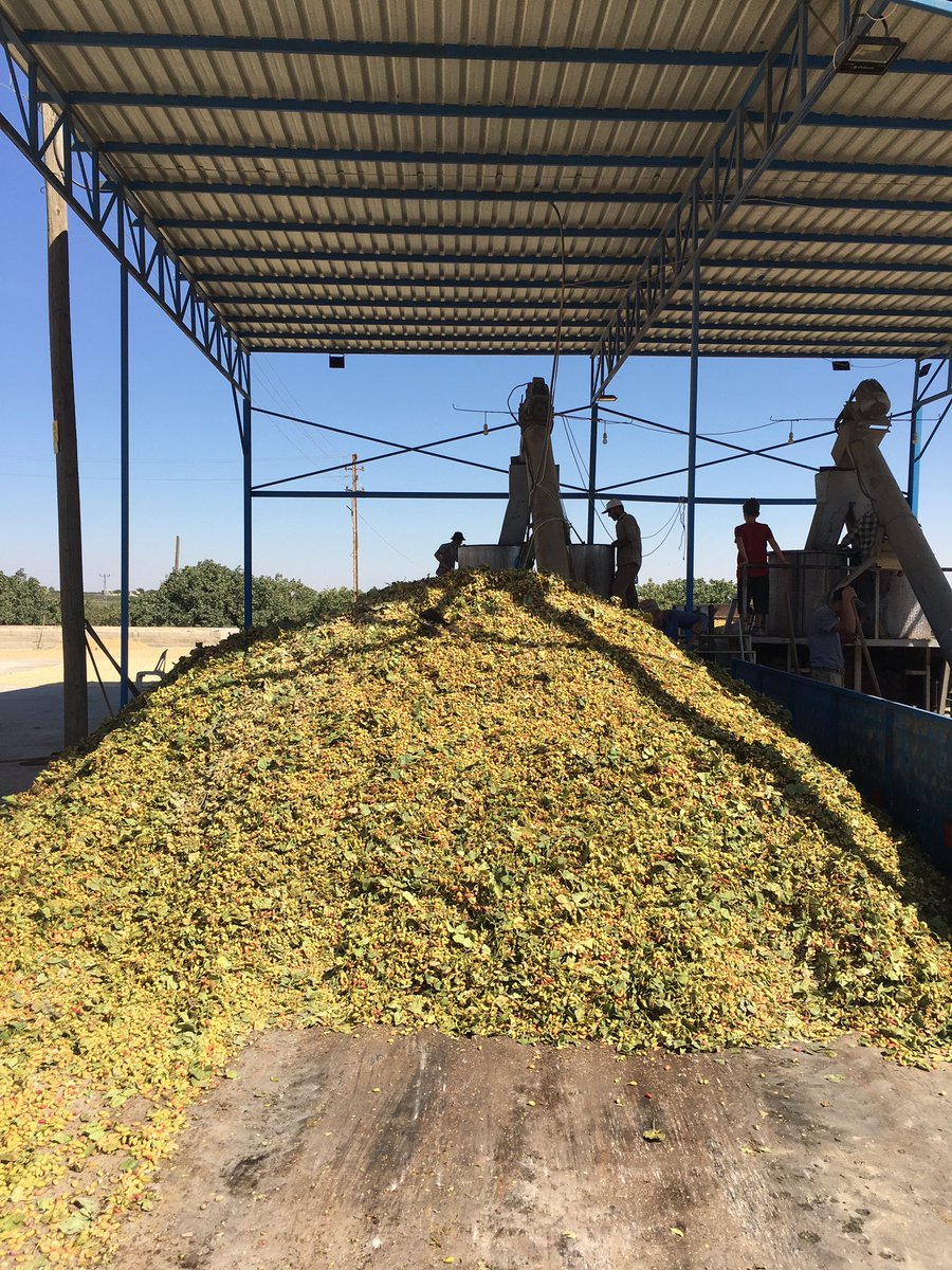 Bu sene fıstıkta son yılların en bereketli senesi oldu maşallah. Allahım bereketini artırıl inşallah. Toprak ve Emek.