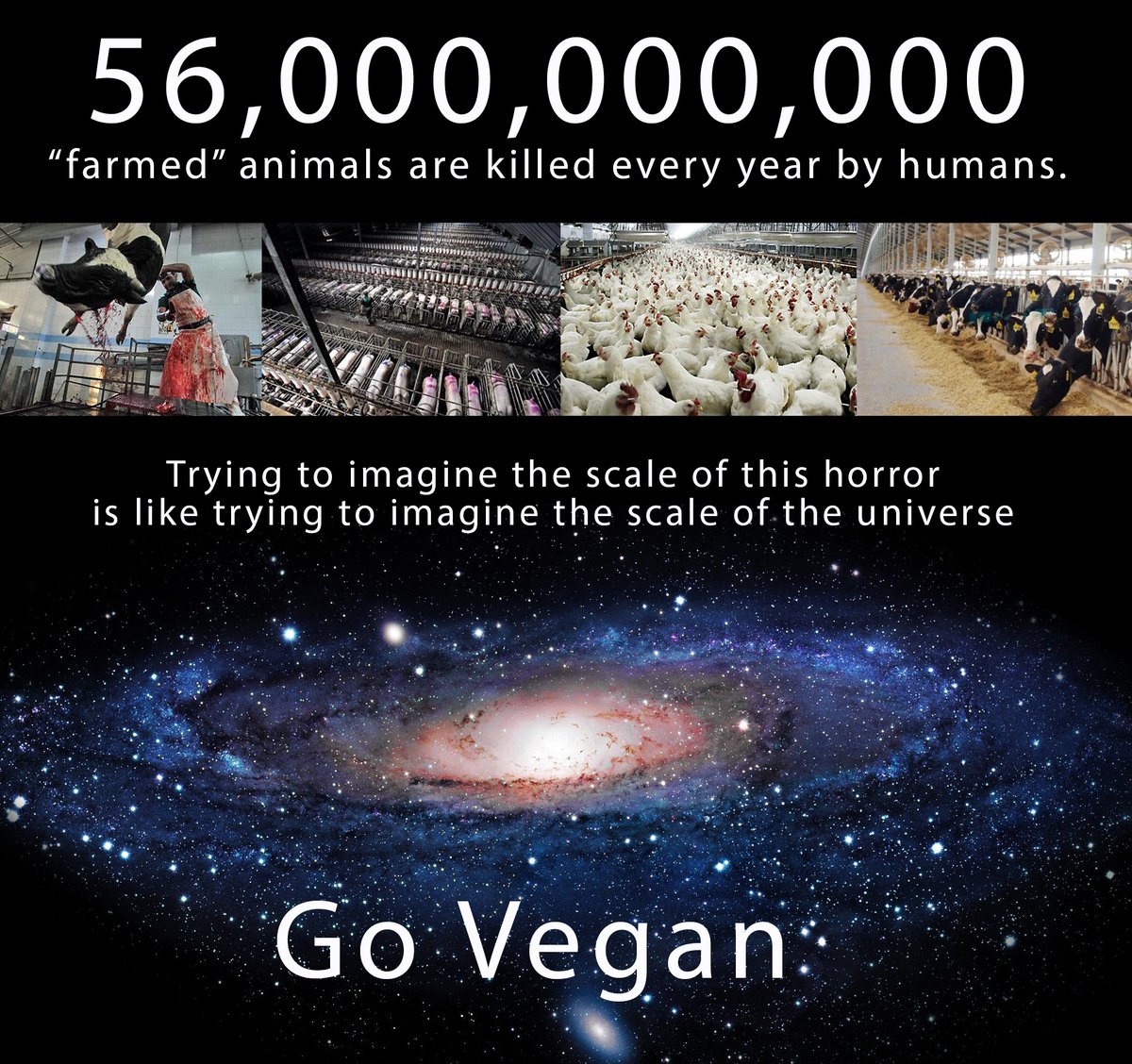 _AnimalAdvocate's tweet photo. Consider the dismembered body-parts isle in every supermarket and the amount of suffering required to fill it?🤯

A scale of suffering beyond our imagination💔

Go #vegan🙏

@Ivy_MiddletonUK @PeterEgan6 @Protect_Wldlife @zbleumoon @RobRobbEdwards @Veganella_ @Animal_Watch @vegix https://t.co/LieCc4zvTo