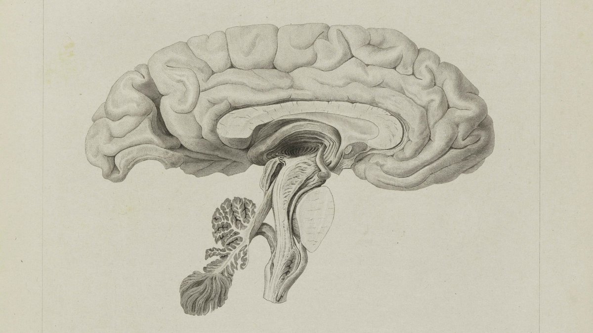 Psykolog Anne-Beth Grøndahl snakker med professor i biologisk psykologi Kenneth Hugdahl om den gåtefulle hjernen vår på onsdag. Les mer: bit.ly/3cGVWQe
