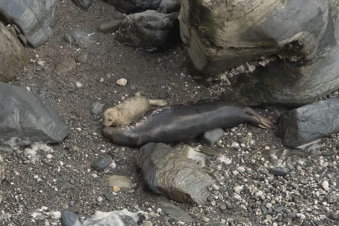 A gorgeous photo of a mother and pup from one of our medics in the South West. A lot of our medics are busy monitoring pups at this time of year 😍

Keep a distance from pups as mum will not return if you are nearby and the pup will become malnourished. 😢

Credit: Joyce Williams