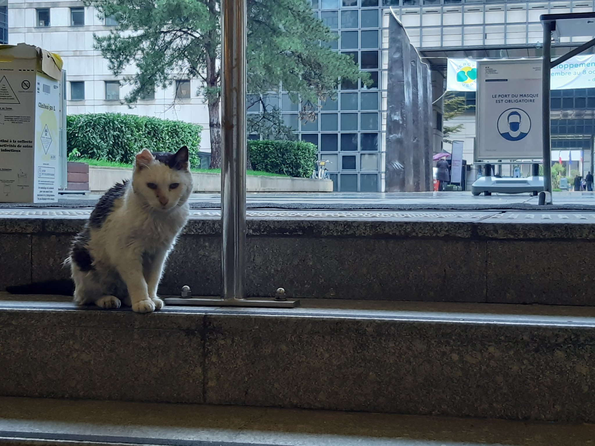 Isabelle Couet Olive Chat De Bercy 21 Plf Dans Les Pattes