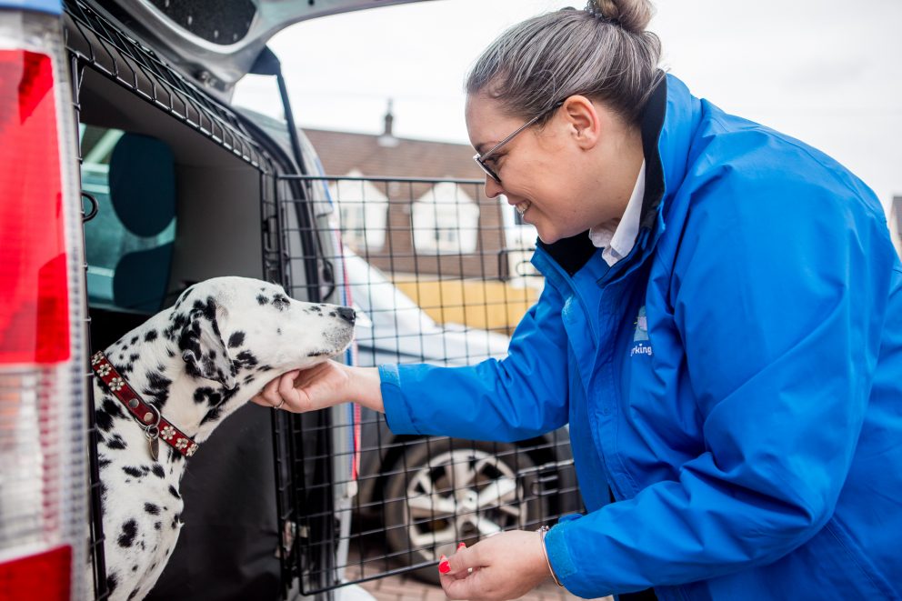 barking mad dog boarding