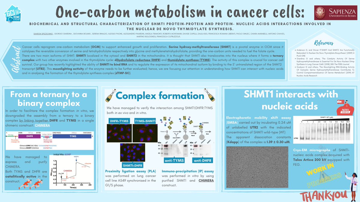 One-Carbon Metabolism in Cancer Cells 
<a href="/GCI_AIC/">Giovani Cristallografi Italiani</a>  #GCIBioCryst #GCIatHOME