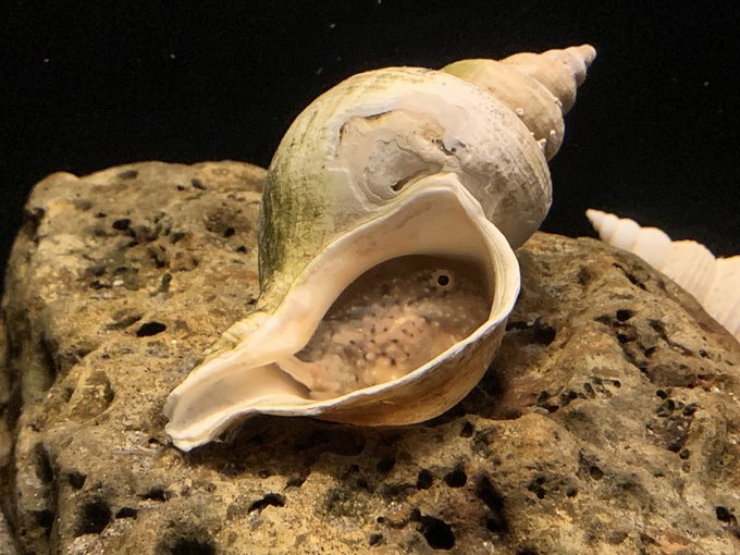 何かあったときの為に前見た貝にはまってる魚の画像上げときます 