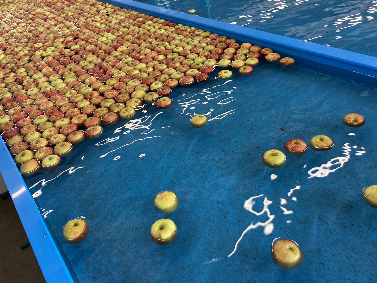 fenaco's tweet image. Unsere Äpfel geniessen das Licht der Scheinwerfer! Das Schweizer Fernsehen RTR SRG besuchte unsere Obsthalle in Sursee und ging dem Weg eines Apfels nach. Die Ausstrahlung erfolgt diesen Samstag in der Sendung #Minisguard. 

#fenaco #Landesprodukte