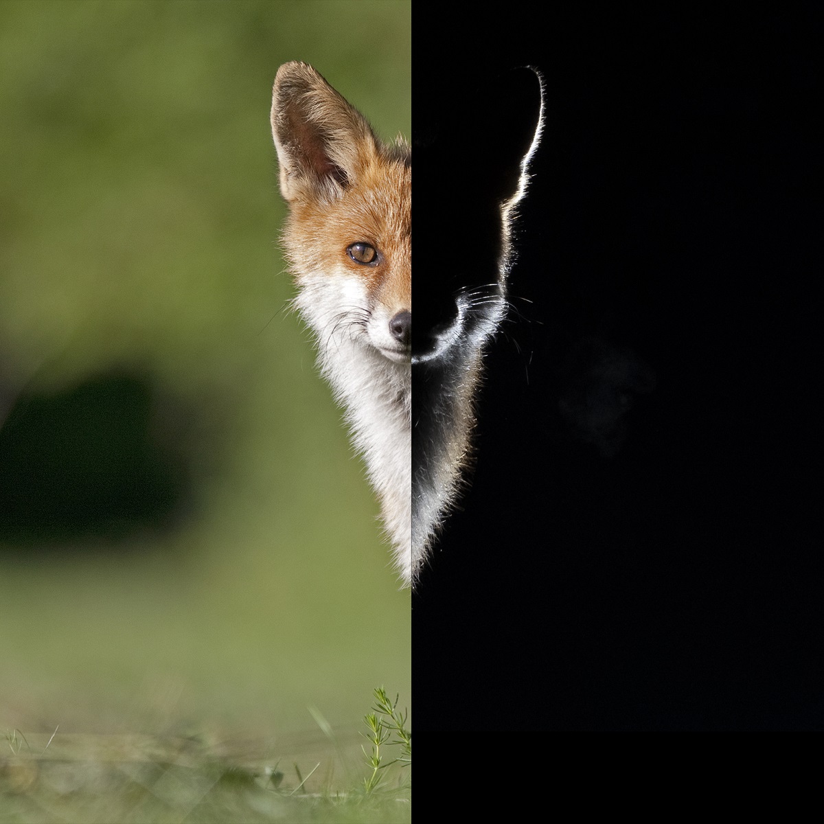 Découvrez les expos photos présentes du 9 au 18 octobre au FINN 2020. Entrée gratuite sur les différents sites.
=> bit.ly/2G9kuFx
#FINN2020