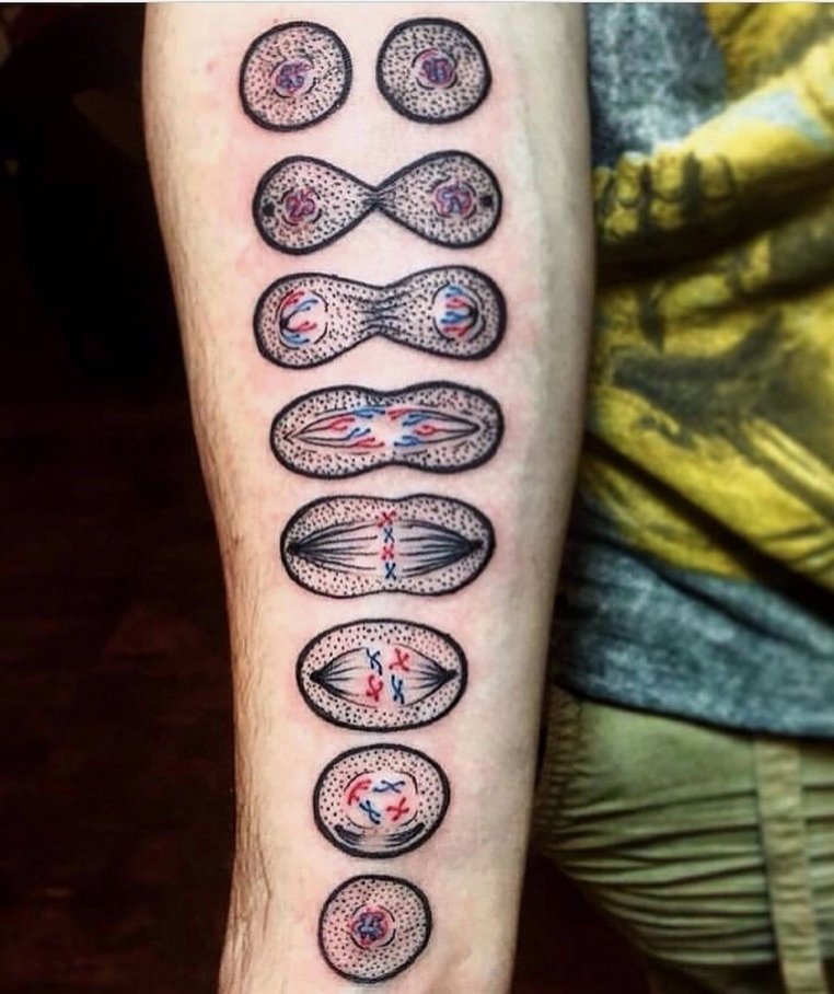 Sebuah tattoo sains yg cantik mengenai, ehm..., coba tebak, Meiosis atau Mitosis?

📸: Physicist & Mathematician (ig).