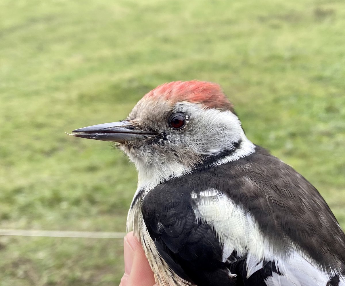 luethithomas's tweet photo. Diese Mittelspecht Dame haben wir auf dem #Subigerberg im Oktober 2015 beringt. Nun hat sie uns nach fünf Jahren wieder einen unfreiwilligen Besuch abgestattet. #BirdLifeSolothurn https://t.co/QU2aB6vXM9