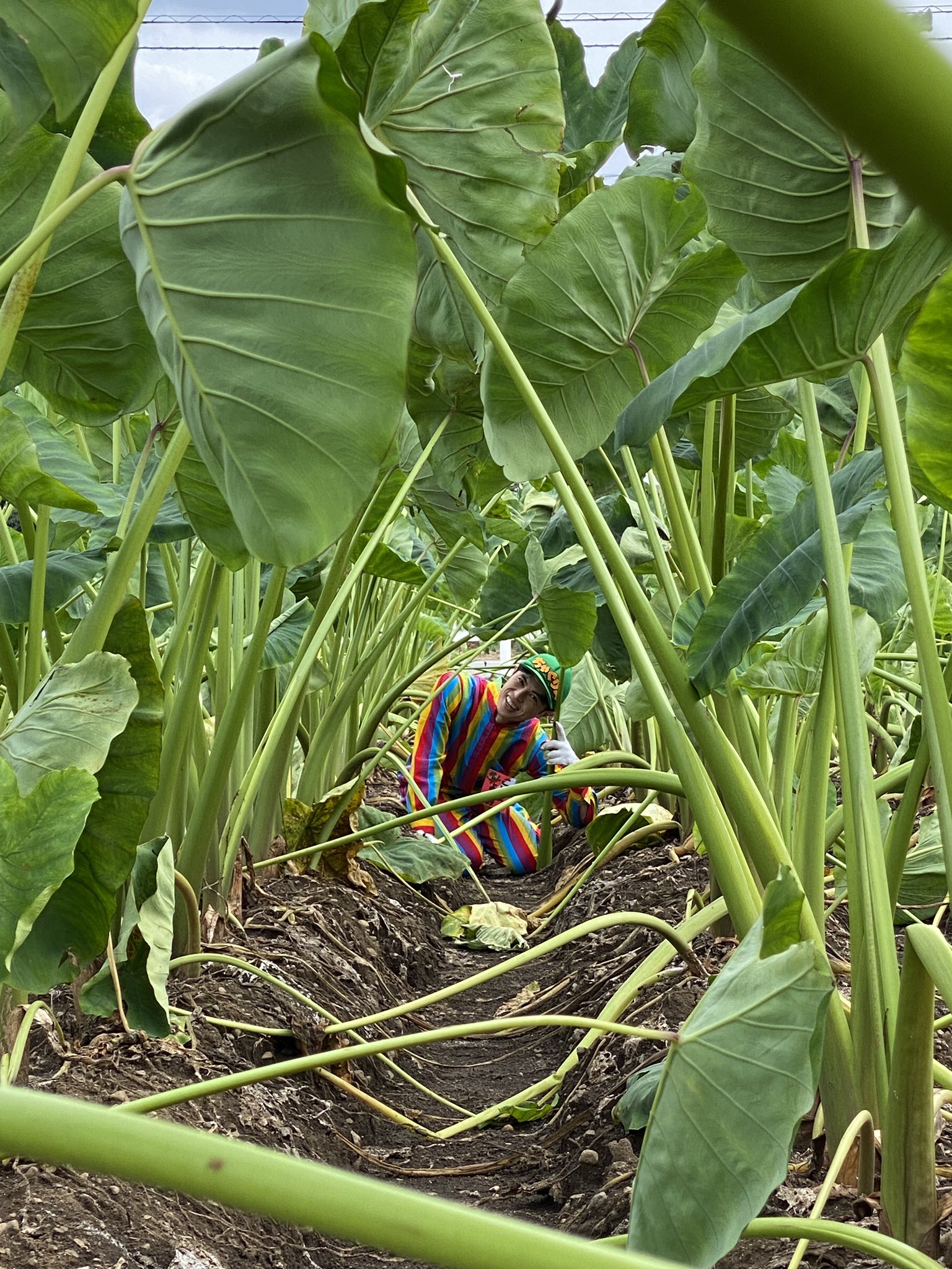 小島よしお 里芋の取材 里芋の葉はトトロの傘 親芋から小芋 孫芋 僕達が食べているのは孫芋の部分 見た目は宇宙人のようでした 唐揚げ超美味 ちゃぐりん 小島よしおの産地へgogo Jaいるま野 さとまる 大変勉強になりました