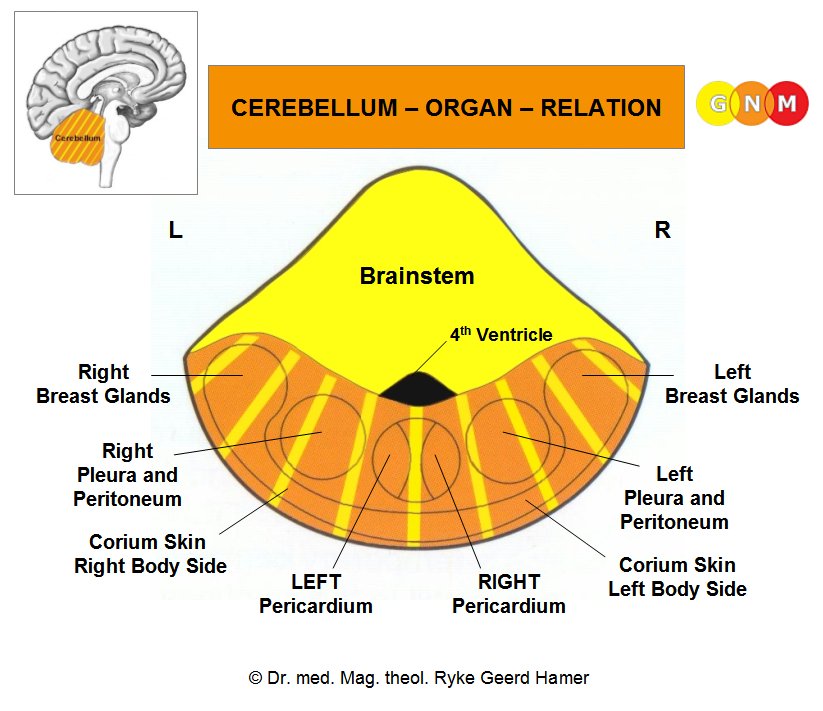 473) First Law (“The Iron Rule of Cancer”) con’tEach SBS is handled by the specific part of the brain that controls the function of the affected organ or body part. This can also be referred to as the “psyche-brain-organ” relation.