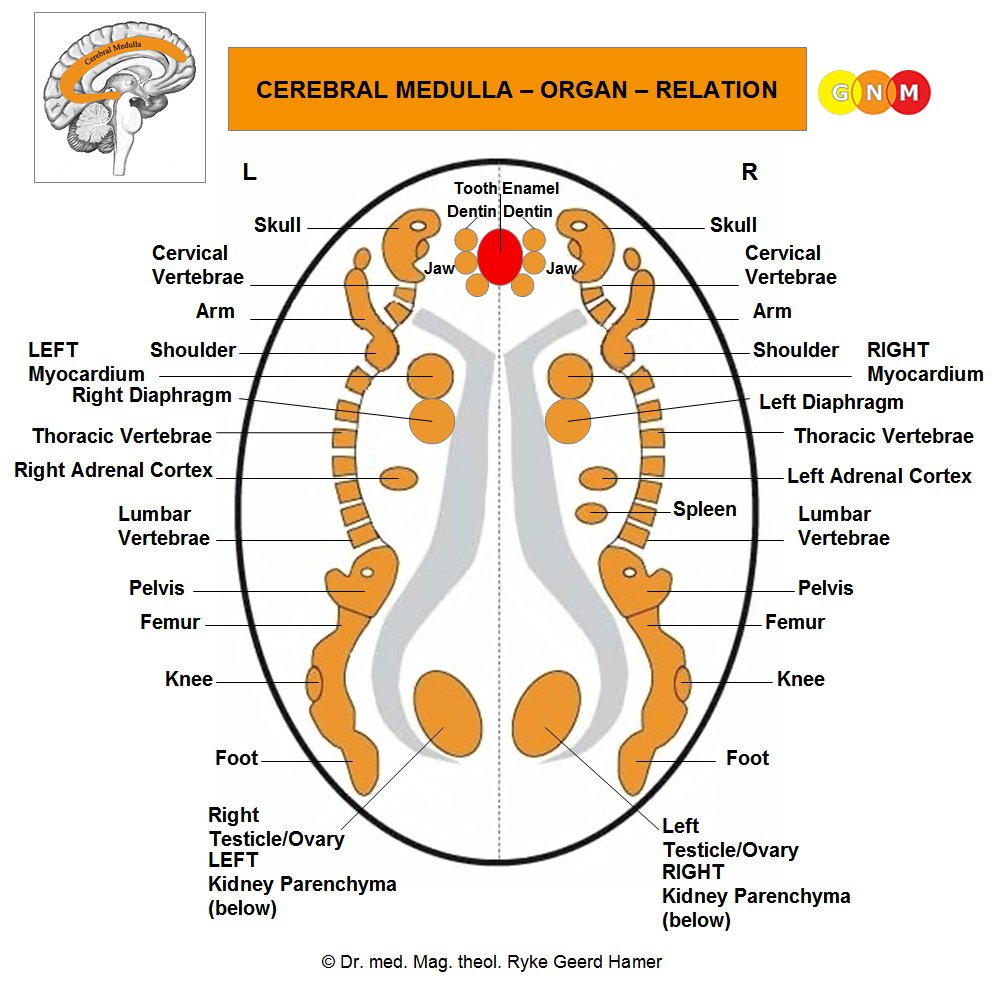 473) First Law (“The Iron Rule of Cancer”) con’tEach SBS is handled by the specific part of the brain that controls the function of the affected organ or body part. This can also be referred to as the “psyche-brain-organ” relation.