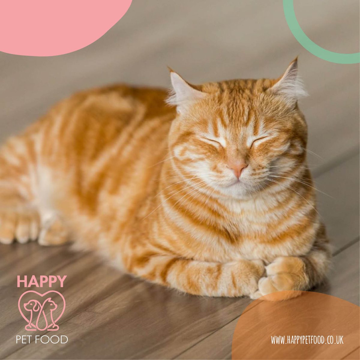 Happy Cat, Happy Life...
#happypeople #happypets #happycat #happydog #happypetfood #happycathappylife  #happydoghappylife