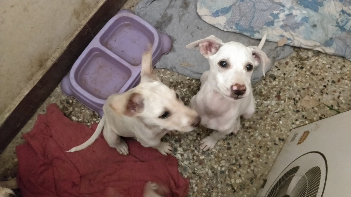 lav_narayanan's tweet photo. #Chennai Twitter, this is a desperate plea for help. FOSTER NEEDED. 

5 female pups were dumped behind our place. Our street dogs are attacking them and three of them are in need of urgent care. We're feeding them but we have eight of our own and it's getting hard physically. https://t.co/jfGbOXX5Ew