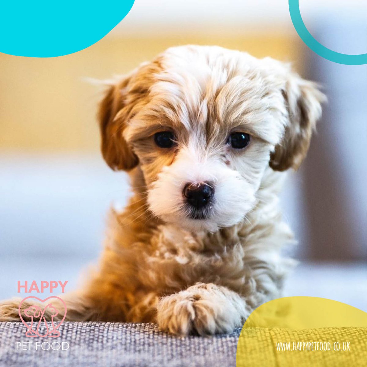 Happy Dog, Happy Life...
#happypeople #happypets  #happydog #happycat #happypetfood #happydoghappylife  #happycathappylife  #UK #London #petfood