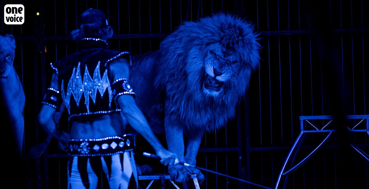 One Voice tweet media