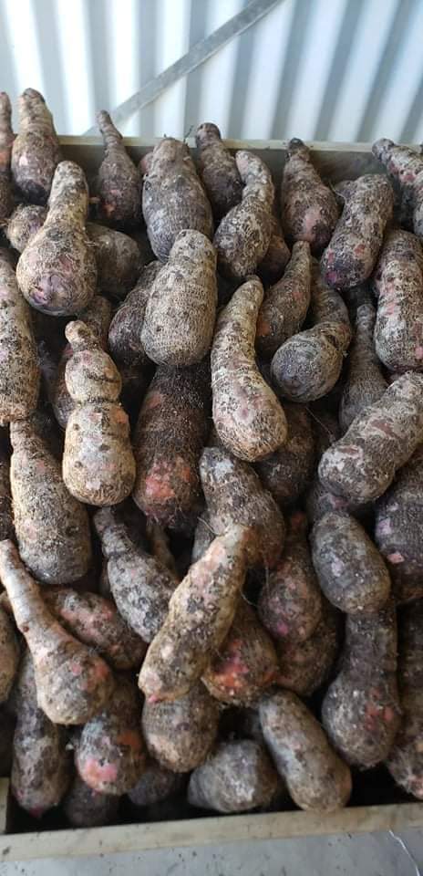 Red Fiji taro from #Tongoa island  on sale at #Sepeta warehouse long #Tagabe Agriculture. #Vanuaturootcrop
#Fiji_Taro #Eat_Local #Stay_Healthy