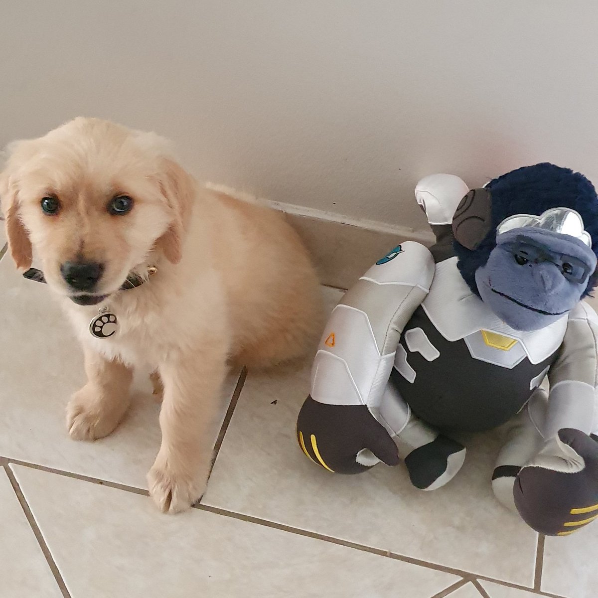 Laura_SCG's tweet photo. Newest member of our team at Sugar Coated Games - Winston #puppy #goldenretriever https://t.co/S3tqoJjncQ