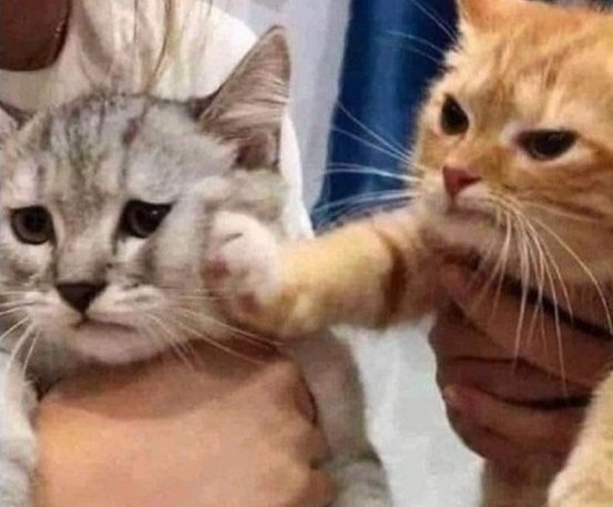 Popular Tweets Of ごる猫 S っ Fwf っ 1 تحليلات تويتر الرسومية الخاصة بهوتويت Whotwi Popular Tweets Of ごる猫 S っ Fwf っ 1 تحليلات تويتر الرسومية الخاصة بهوتويت Whotwi