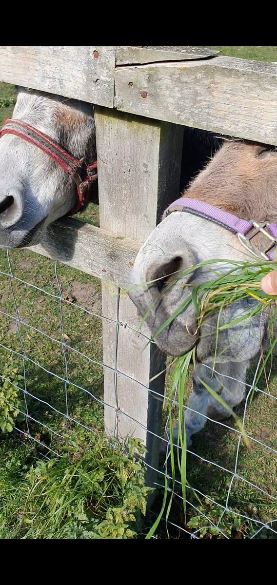 shutupgenc's tweet photo. @laurenlaverne @BBC6Music My Donkey girls Ursela and Agnes, the most noble mules this side of the world! https://t.co/WK8yTwI8ot