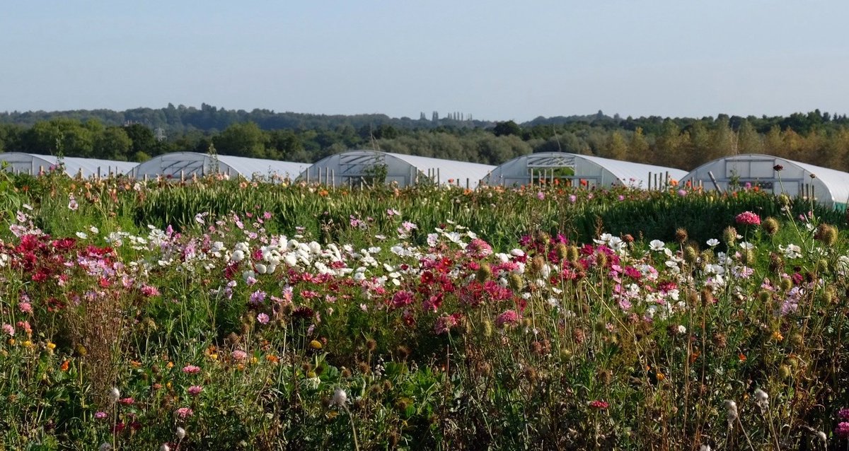 The very last handful of tickets for this weekend's Autumnnal produce sale are available at fromhomefarm.com - take home baked goods from our kitchen and the best of our Autumnal plants and produce.