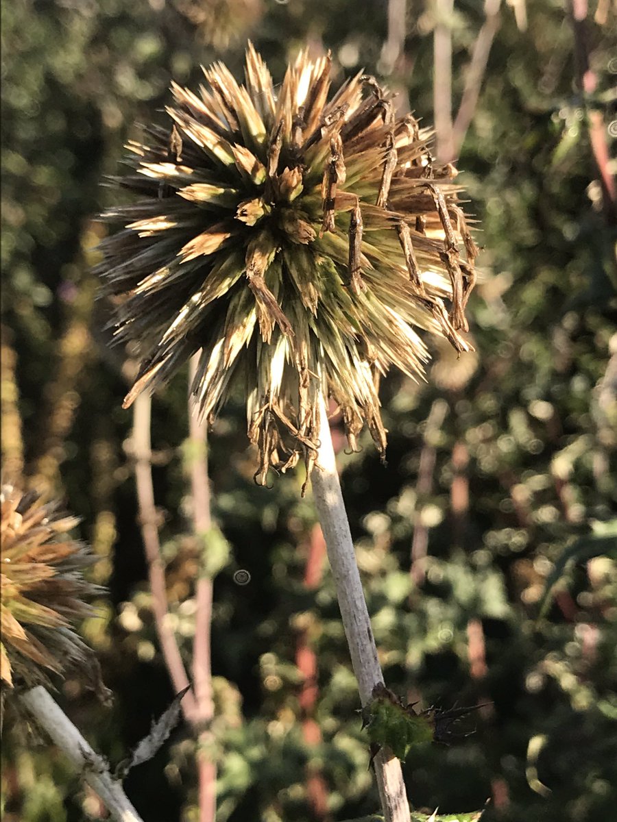 Autumnal gorgeousness in the garden this morning.